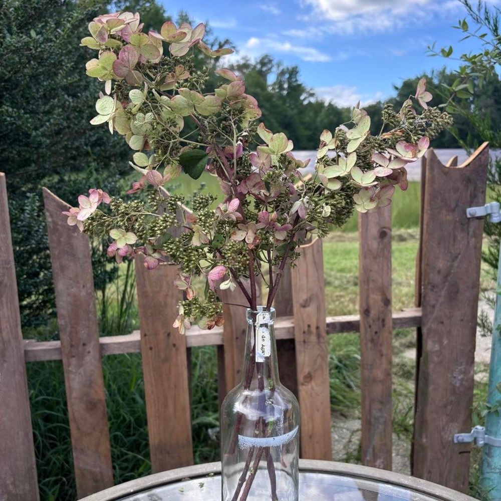 Real Preserved Hydrangea Stems 4 Count Sage Green Dusty Rose Pink Home Decor